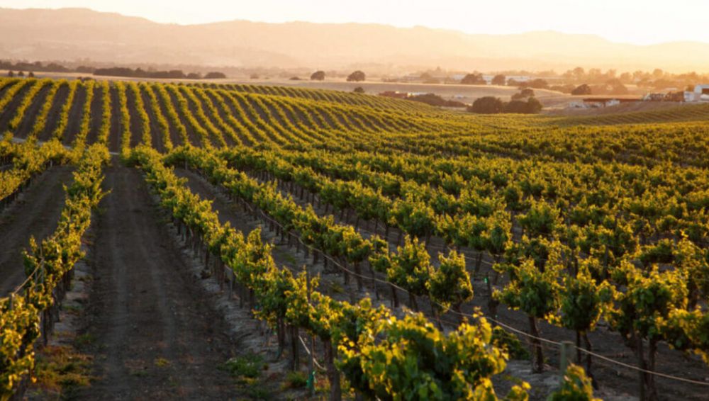 Crisis de la industria vitivin�cola: trabajadores de Mendoza denuncian despidos por reclamar un bono