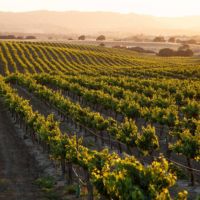 Crisis de la industria vitivin�cola: trabajadores de Mendoza denuncian despidos por reclamar un bono