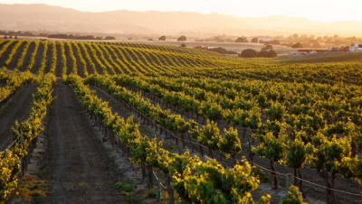 Crisis de la industria vitivin�cola: trabajadores de Mendoza denuncian despidos por reclamar un bono