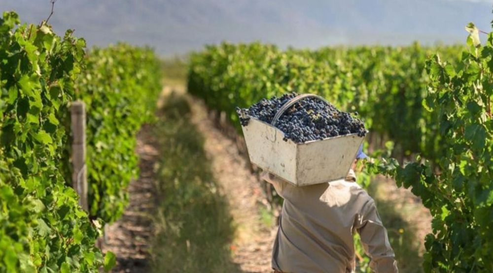 Vendimia: Trabajadores rurales de la cosecha denunciaron una ca�da del 30% en el valor del tacho de uva y reclaman mejoras salariales