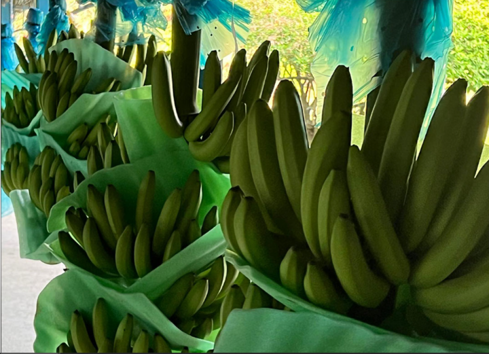 UITA aborda problem�ticas del sector bananero