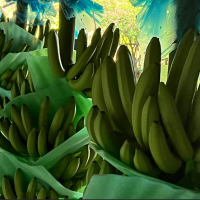 UITA aborda problem�ticas del sector bananero