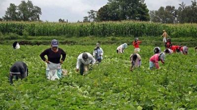 ANSES actualiz� el SUAF para trabajadores rurales y la asignaci�n por hijo asciende a $136.666