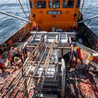 Langostinos: Mientras el SOMU negocia mejores condiciones, m�s de dos mil marineros �aceptan� firmar contratos individuales de ajuste