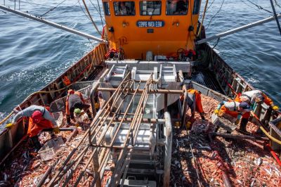 Langostinos: Mientras el SOMU negocia mejores condiciones, m�s de dos mil marineros �aceptan� firmar contratos individuales de ajuste