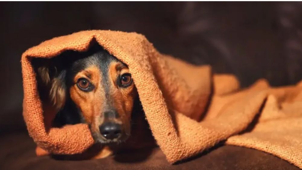 Italia aval� faltar al trabajo para cuidar a una mascota enferma y abri� un debate laboral hist�rico