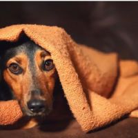 Italia aval� faltar al trabajo para cuidar a una mascota enferma y abri� un debate laboral hist�rico