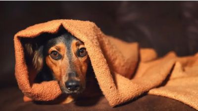 Italia aval� faltar al trabajo para cuidar a una mascota enferma y abri� un debate laboral hist�rico