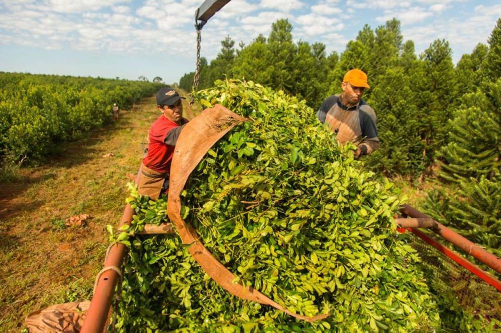 Alertan que la desregulaci�n de la yerba mate profundiza la crisis productiva y empuja trabajadores misioneros hacia Brasil