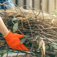 C�mo solicitar el retiro gratuito de restos de poda y residuos verdes en C�rdoba