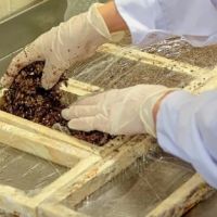 Investigan c�mo los residuos vitivin�colas podr�an ser utilizados como aislantes en la construcci�n