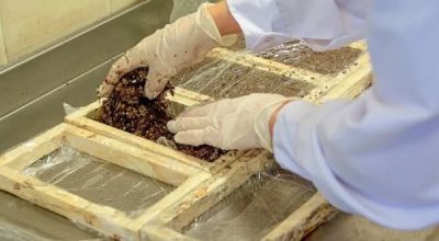 Investigan c�mo los residuos vitivin�colas podr�an ser utilizados como aislantes en la construcci�n