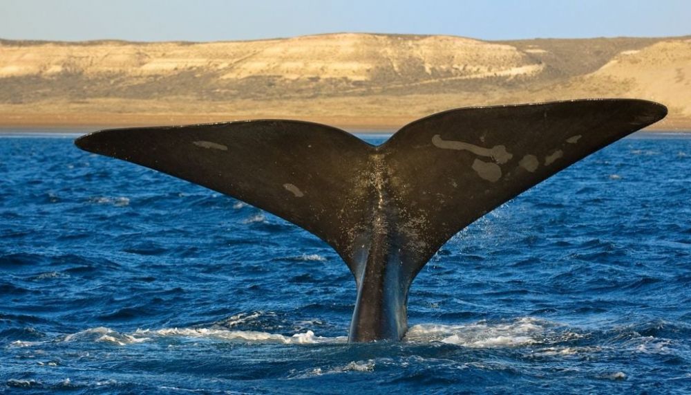 Bah�a San Antonio: los residuos de una mina cerrada hace 40 a�os siguen filtr�ndose en el mar patag�nico