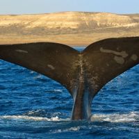 Bah�a San Antonio: los residuos de una mina cerrada hace 40 a�os siguen filtr�ndose en el mar patag�nico