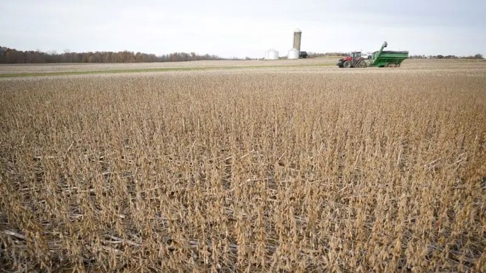 La crisis del campo que Milei no quiere ver: 70% de los productores arrendatarios operan a p�rdida