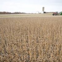 La crisis del campo que Milei no quiere ver: 70% de los productores arrendatarios operan a p�rdida
