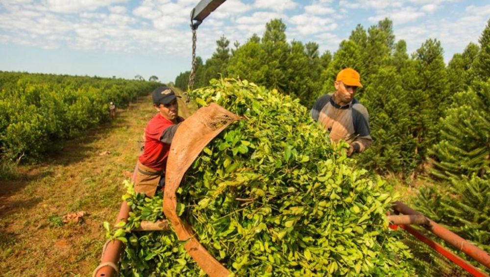 Yerba: la empresa que produce Nobleza Gaucha y Cruz de Malta ech� al 20% de sus trabajadores