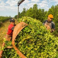 Yerba: la empresa que produce Nobleza Gaucha y Cruz de Malta ech� al 20% de sus trabajadores