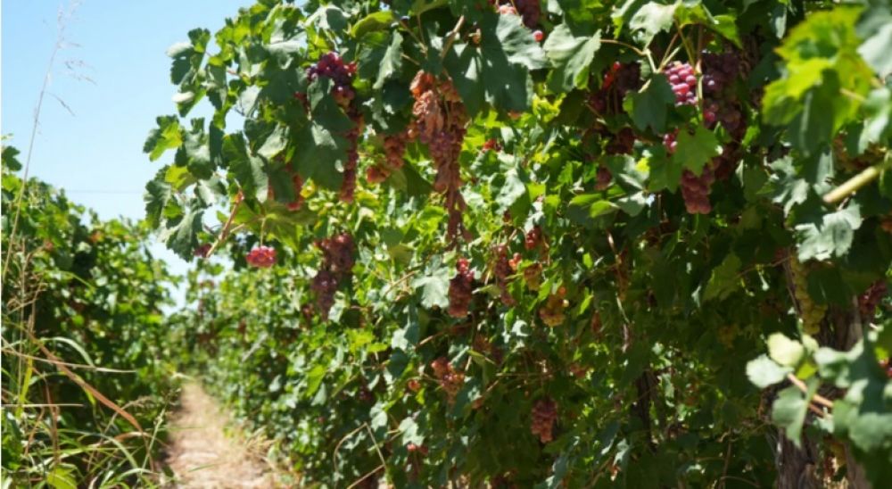 Impulso a la vitivinicultura: Orrego anunci� un plan para que la uva de mesa sanjuanina 