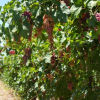 Impulso a la vitivinicultura: Orrego anunci� un plan para que la uva de mesa sanjuanina 