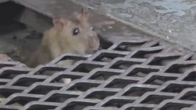 Metrodelegados advirtieron que en el subte hay 