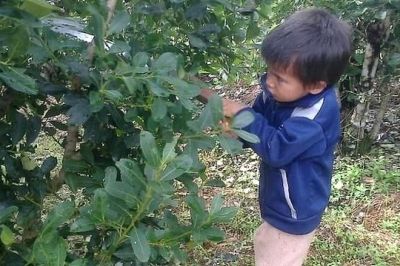 Yerba mate y trabajo infantil: Ponen la lupa sobre UATRE y exigen que explique qu� hace para proteger a los cosecheros