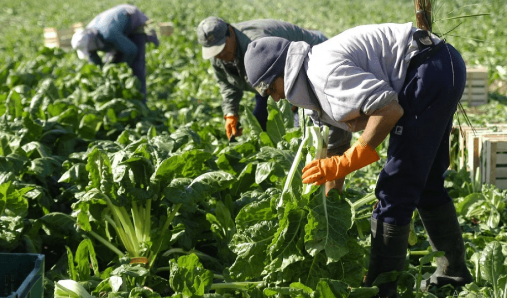 El Gobierno dej� vencer el decreto que compatibiliza trabajo rural y planes sociales y quedaron 120.000 puestos de trabajo sin certezas
