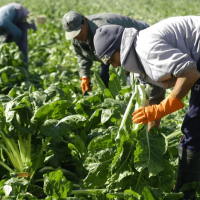 El Gobierno dej� vencer el decreto que compatibiliza trabajo rural y planes sociales y quedaron 120.000 puestos de trabajo sin certezas