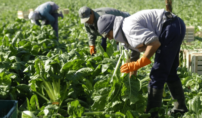 El Gobierno dej� vencer el decreto que compatibiliza trabajo rural y planes sociales y quedaron 120.000 puestos de trabajo sin certezas