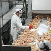 Alimentaci�n cerr� la paritaria av�cola con una suba salarial del 1,90% remunerativo para septiembre