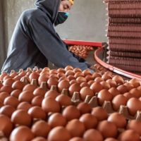 Alimentaci�n: FTIA una recomposici�n salarial para trabajadores de la industria del huevo