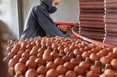 Alimentaci�n: FTIA una recomposici�n salarial para trabajadores de la industria del huevo