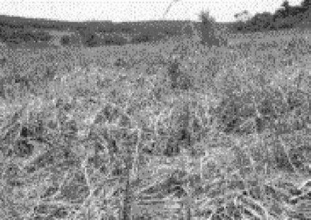 Alto Paran� envenena campos de Colonia Delicia