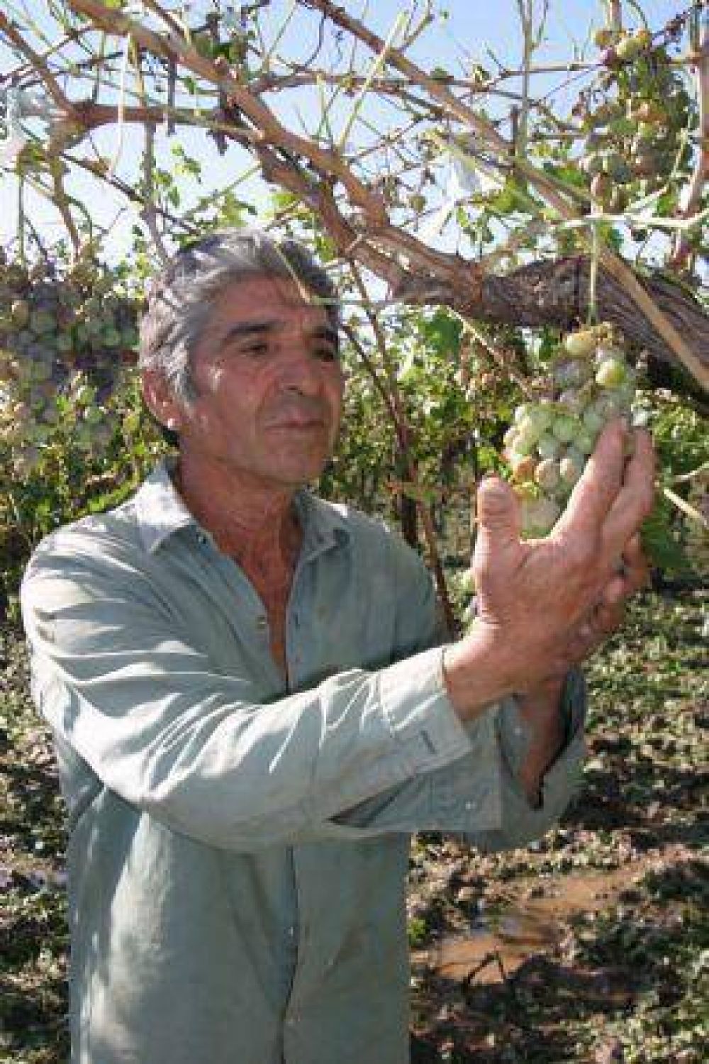 Ayuda nacional por granizo a 3 mil productores