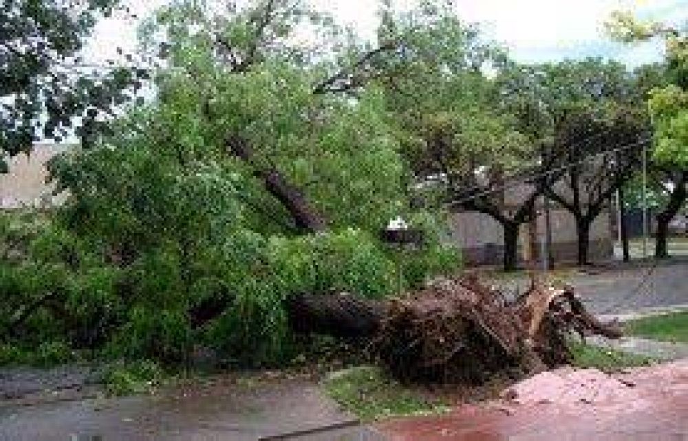 El temporal de esta tarde arranc� de cuajo el arbolado p�blico