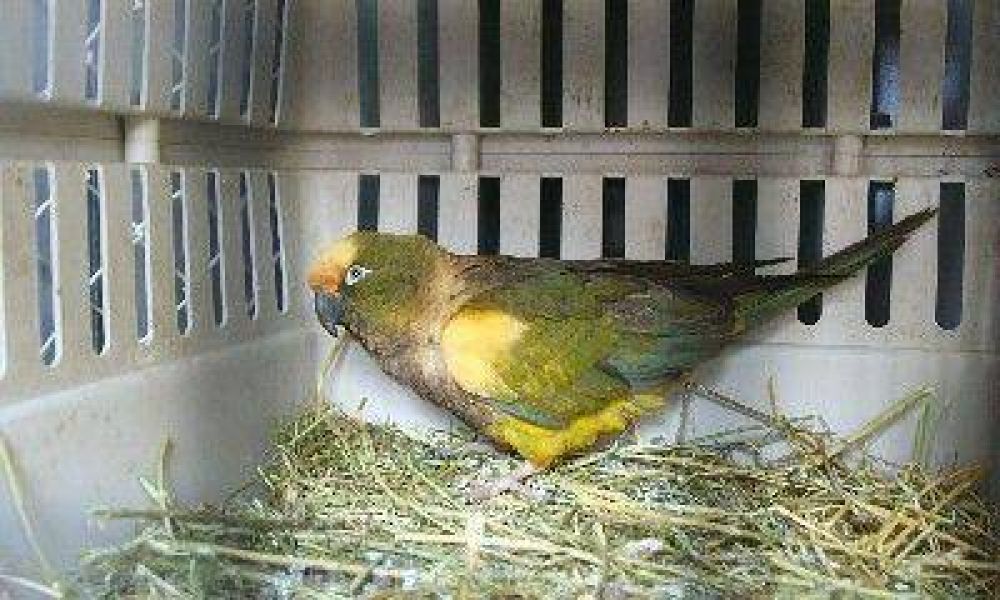 Confirmaron tres casos de psitacosis en General Alvear
