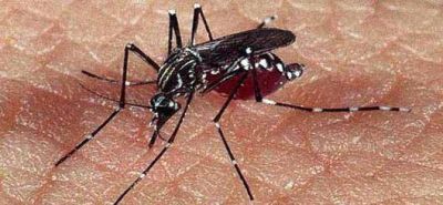 Dengue: la Provincia confirm� "un caso" en San Nicol�s
