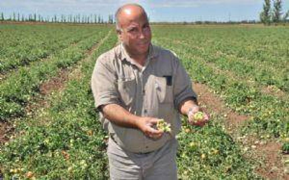 Cultivos del Este, Alvear y Lavalle, da�ados por el granizo
