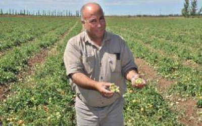 Cultivos del Este, Alvear y Lavalle, da�ados por el granizo