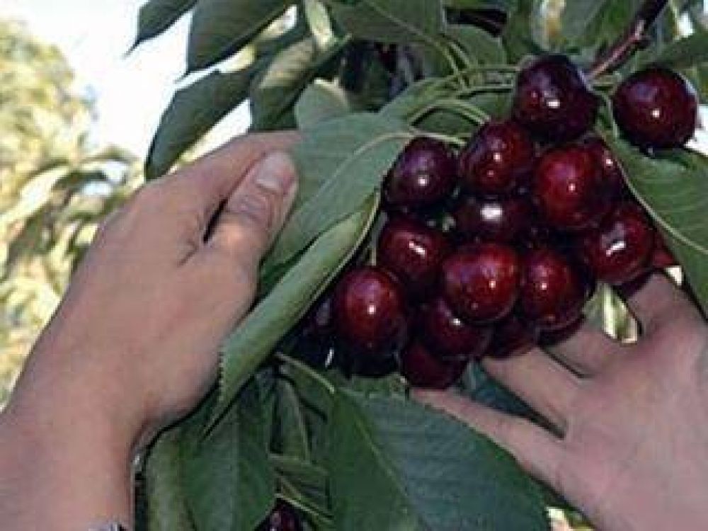 La cosecha de cerezas fue un 50 % menor