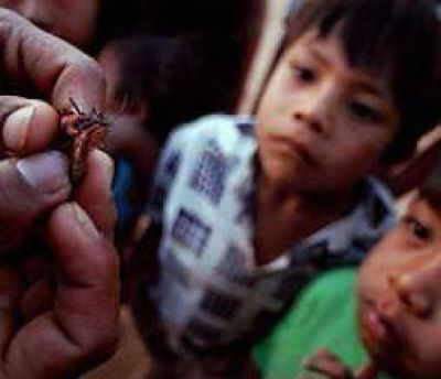 Alarmante. Detectan vinchucas en el 95% de las viviendas rurales de Chamical