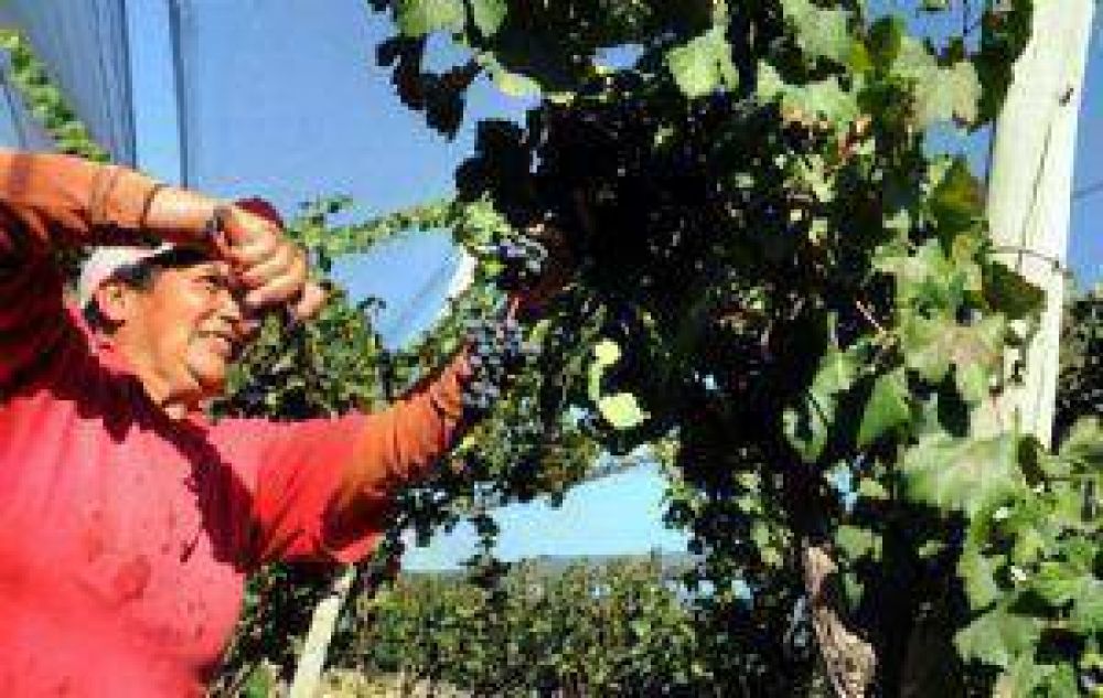 Ya arranc� la cosecha y quieren aumentos de sueldos de 25 por ciento