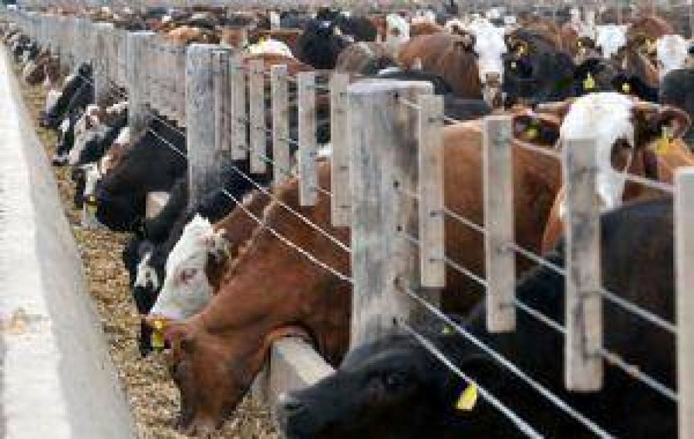 M�s de 25 mil vacunos se engordan en corrales de toda la provincia