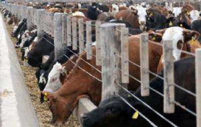 M�s de 25 mil vacunos se engordan en corrales de toda la provincia