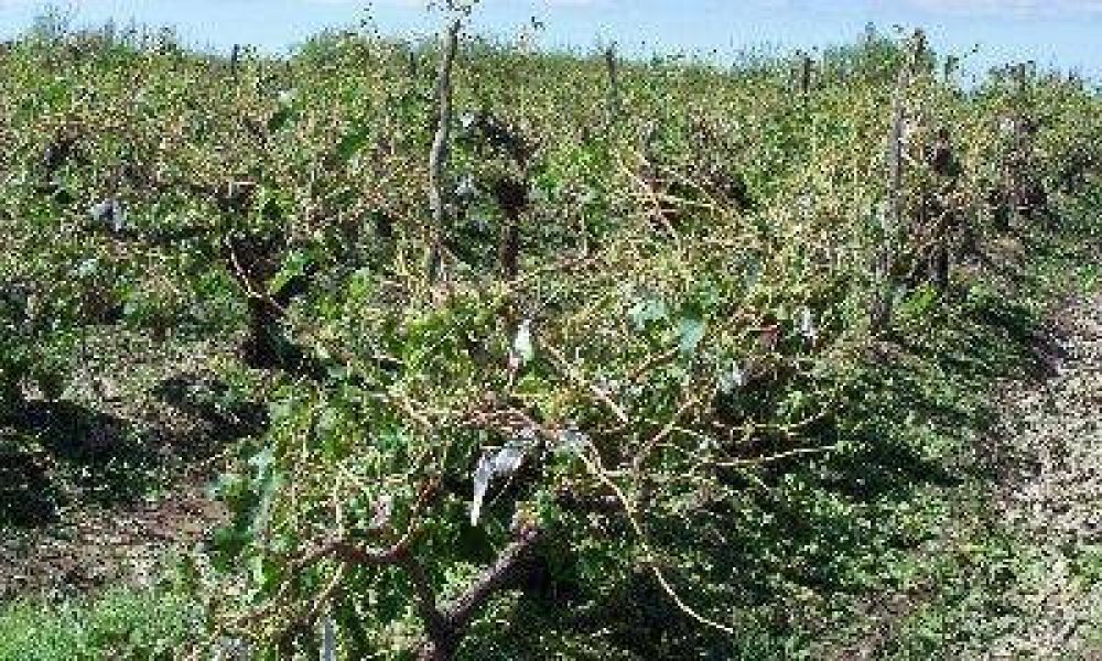 Tormenta granicera provoc� graves destrozos
