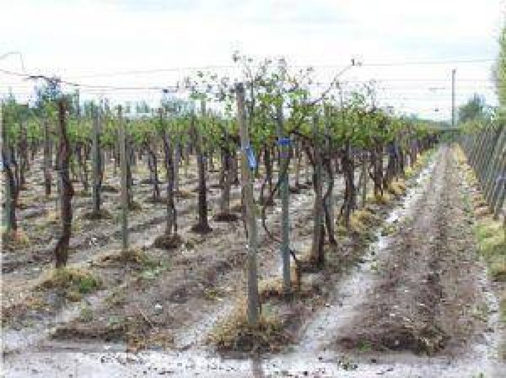 Para los productores la ayuda prometida es insuficiente