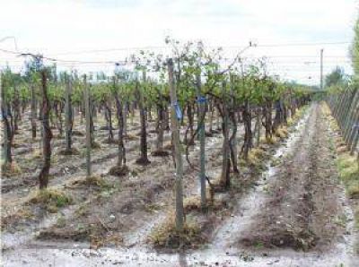 Para los productores la ayuda prometida es insuficiente