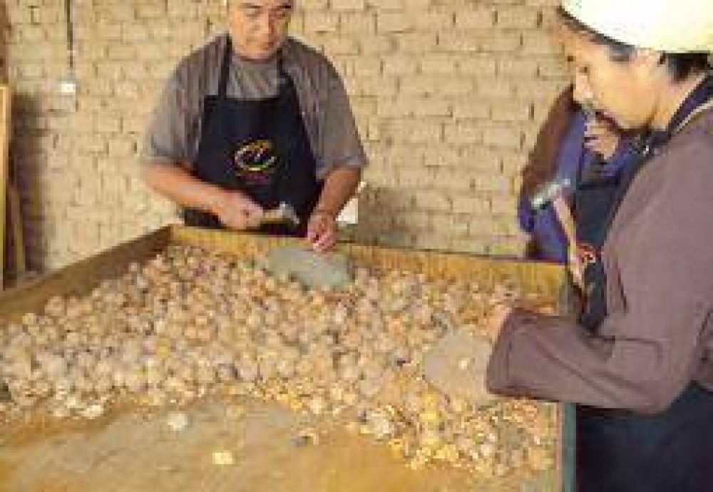 La Rioja apuesta al negocio de la nuez diferenciada