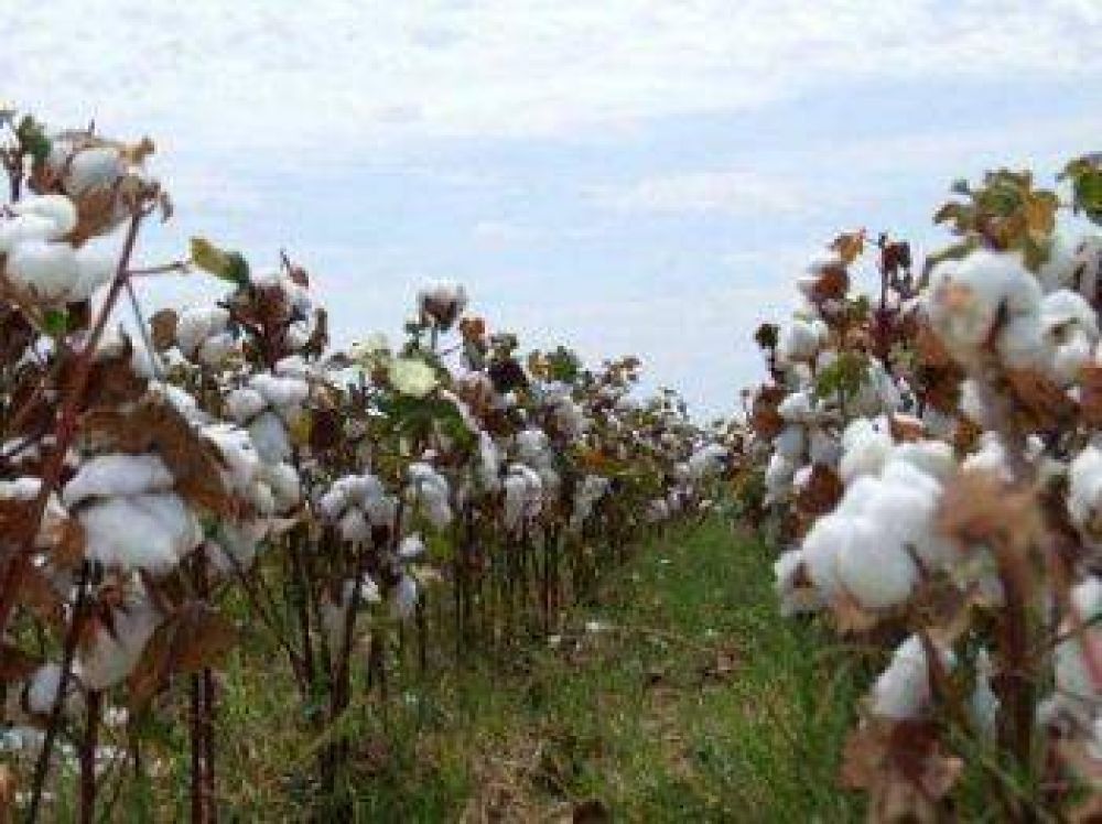 Chaco busca ser sede del plenario mundial algodonero 