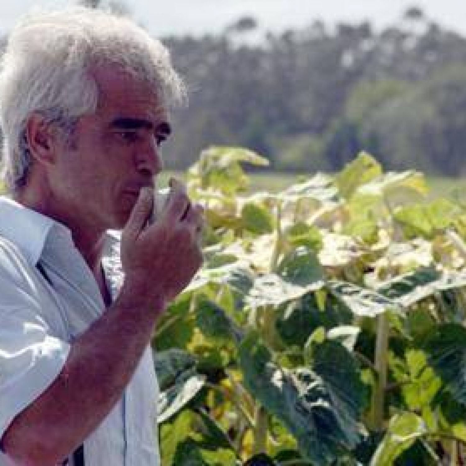 Investigación en girasol